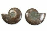 Cut & Polished Ammonite Fossil - Madagascar #377553-1